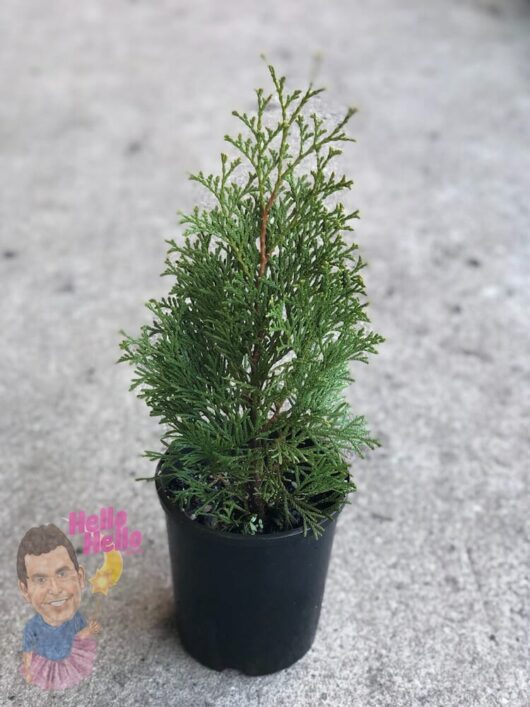 Smaragd Conifer 6" Pot @ Hello Hello Plants