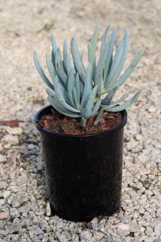 A blue-green Senecio 'Blue Chalk Sticks' 6" Pot succulent plant placed on a gravel surface.