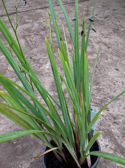 Dianella 'Mia Mia' Flax Lily 6