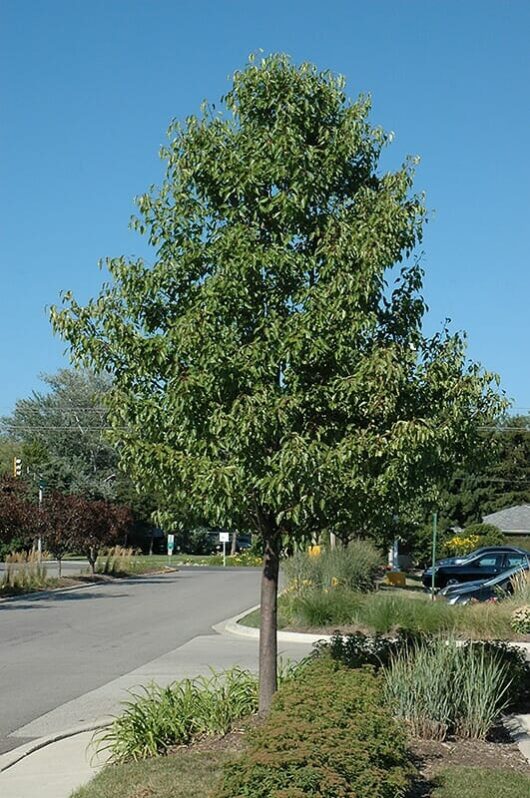 pyrus calleryana aristocrat ornamental pear