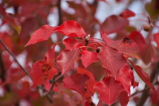 Pyrus 'Aristocrat' Ornamental Pear 10" Pot