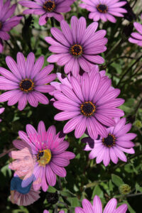 African Daisy Purple