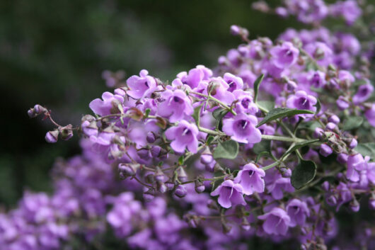A close up of purple flowers on a Prostanthera 'Round Leaf' Mint Bush 6" Pot from Hello Hello Plants.