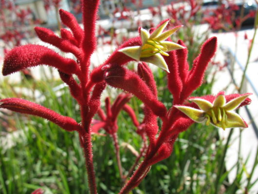 A red Anigozanthos 'Big Red' Kangaroo Paw 6" Pot with a yellow Anigozanthos 'Big Red' Kangaroo Paw 6" Pot among Hello Plants.