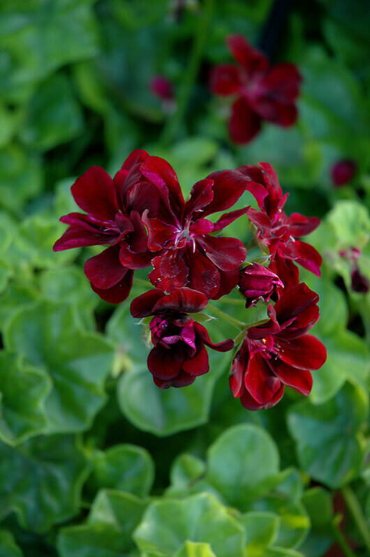 Red Geranium 'Big Burgundy' 6" Pot flowers in a garden with green leaves, planted by Hello Plants.