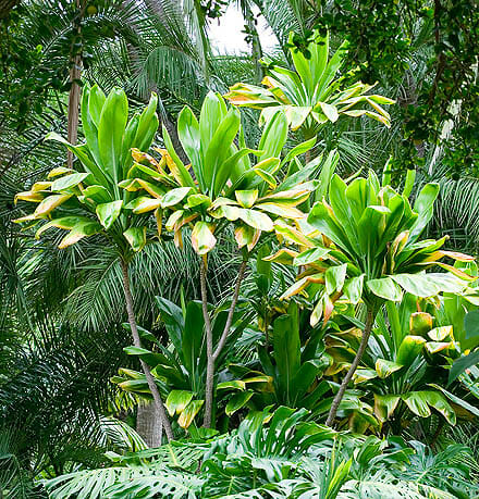 Cordyline terminalis Green