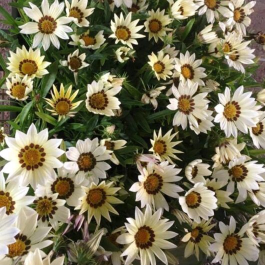 Gazania 'White' 6" Pot Growers Flash Sale!