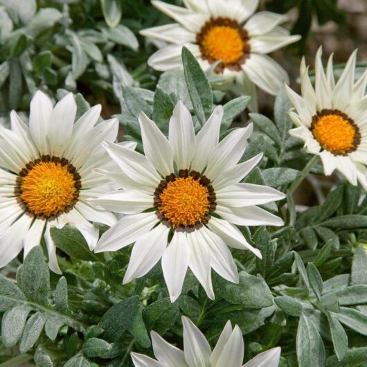 Gazania 'White' 6" Pot Growers Flash Sale!