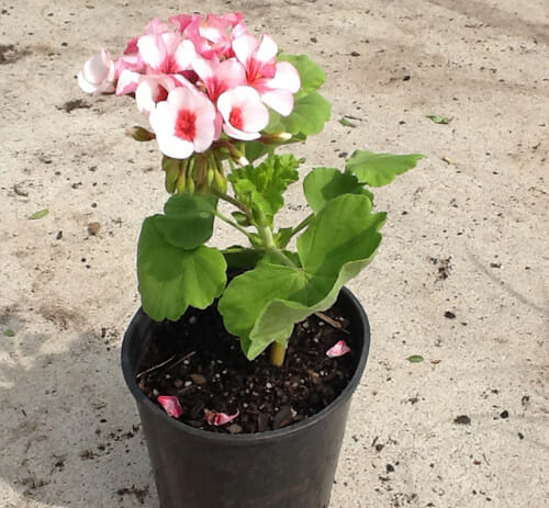 Pink Geranium 'Maverick Star' 6" Pot ground.