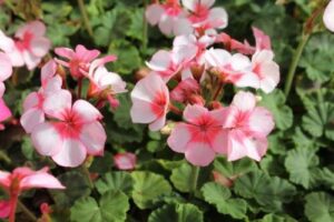 Hello Hello Plants offers Geranium 'Maverick Star' 6" Pot in a garden.