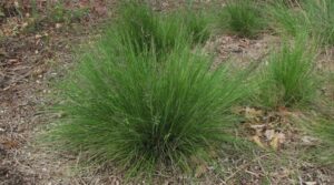 A Poa 'Tussock Grass' 6" Pot lawn is growing.