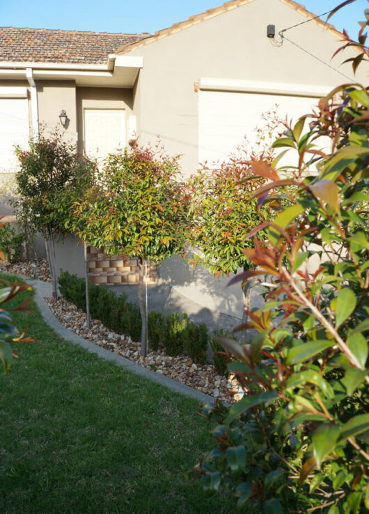 A Syzygium 'Standard' Lilly Pilly 3ft 8" Pot in the front yard of a house.