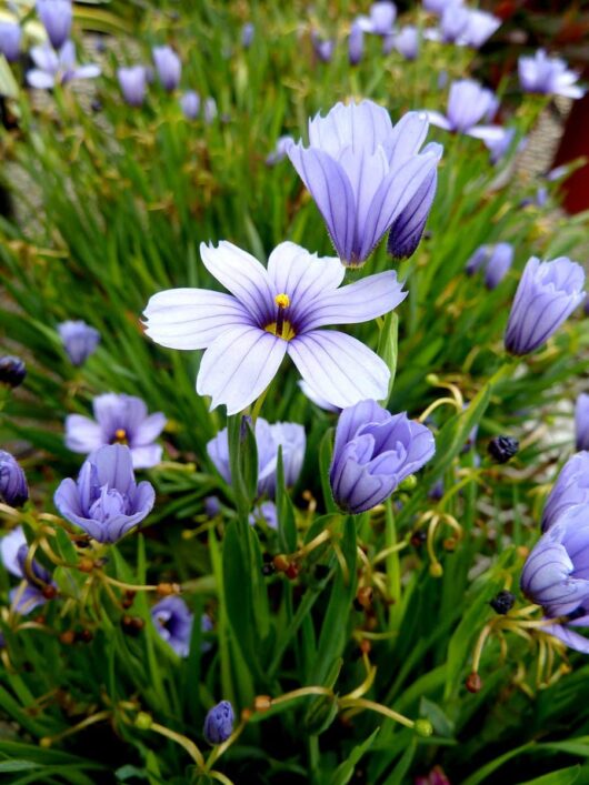 Sisyrinchium 'Devon Skies' 3" Pot