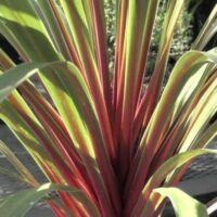 Hello Cordyline Sundance 6" Pot: A red and green plant in a pot.