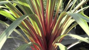 Hello Cordyline Sundance 6" Pot: A red and green plant in a pot.