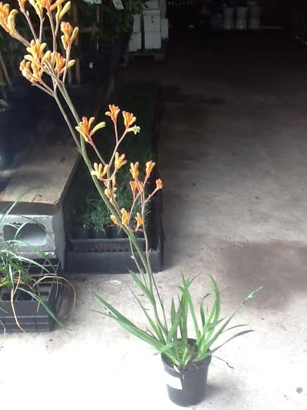 An Anigozanthos 'Bush Tango™' Kangaroo Paw 6" Pot with orange flowers in a store.