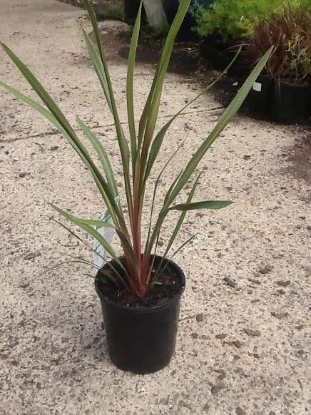 Cordyline Sundance 6