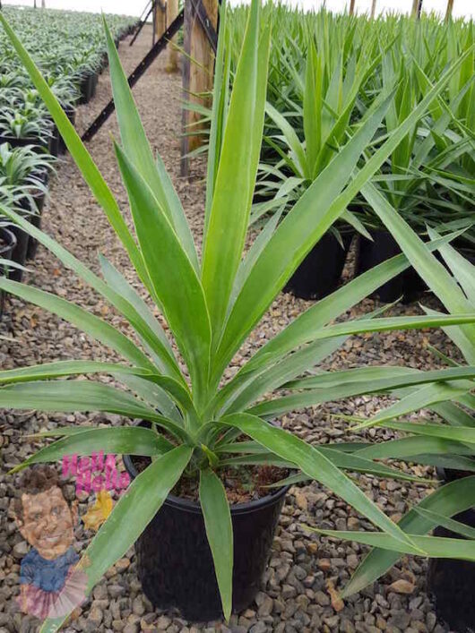 Yucca elephantipes 'Stick Yucca' 8" Pot