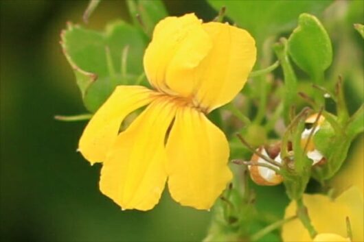 A close up of a Goodenia ovata 'Hop Goodenia' 6" Pot with green leaves.