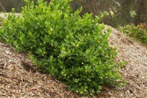 A Goodenia ovata 'Hop Goodenia' 6" Pot with yellow flowers on top of a pile of mulch.