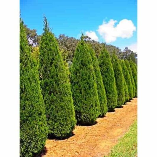 A row of neatly trimmed Juniperus 'Spartan' Conifer 8" Pot evergreen trees beside a Spartan dirt path with a clear blue sky in the background.