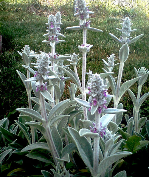 A Stachys 'Lambs Ears' 6" Pot with purple flowers.