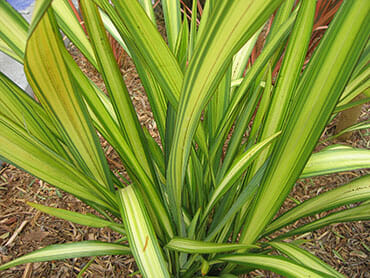 A Phormium 'Lemon Spritzer' Flax 8" Pot with green and yellow leaves.
