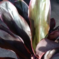 A close up of Cordyline 'Rubra' 8" Pot with dark green leaves.