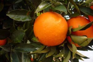 Citrus 'Lane's Late Navel' Orange 12" Pot are growing on a tree.