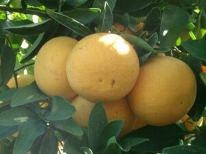 A bunch of Citrus 'Rio Red' Grapefruit 5L Bag on a tree.