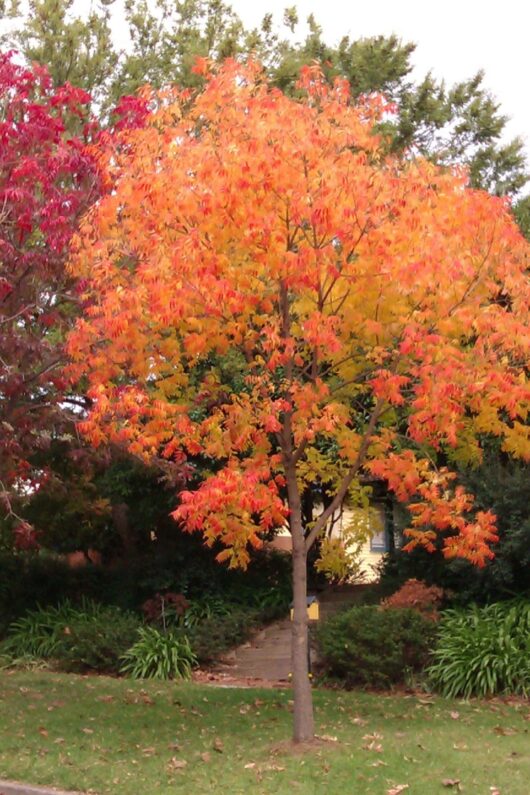 Pistacia chinensis 'Chinese Pistachio'