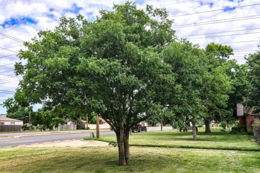 Pistacia chinensis 'Chinese Pistachio'