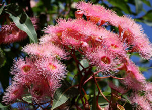 Corymbia 'Calypso Queen' Grafted Gum 16" Pot tree with pink flowers.