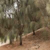 Allocasuarina 'Drooping She-Oak'