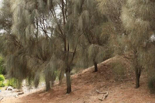 Allocasuarina 'Drooping She-Oak'