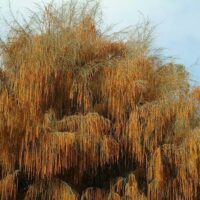 Allocasuarina 'Drooping She-Oak'