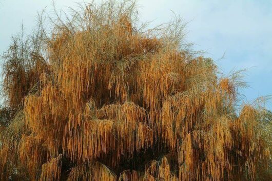 Allocasuarina 'Drooping She-Oak'