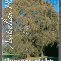 Allocasuarina 'Drooping She-Oak'
