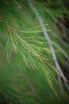 A close up of a pine tree with green needles.