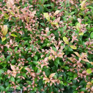 The dense green and reddish leaves of the Acmena 'Allyn Magic' Lilly Pilly shrub create an enchanting display, reminiscent of the vibrant hues found in Lilly Pilly gardens.