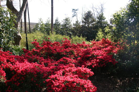 Azalea 'Christmas Cheer' 6" Pot flowers on a bush.