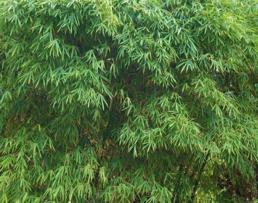 Bambusa 'Greater Buddha's Belly' Giant Bamboo