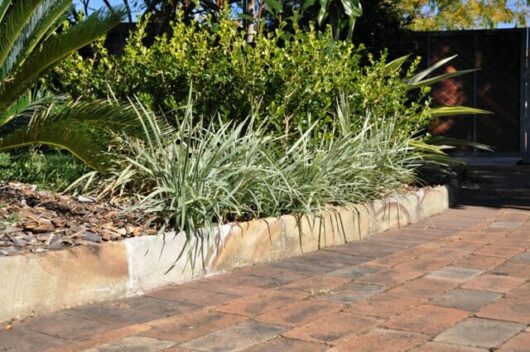 A garden with an Ophiopogon 'Stripey White' 6" Pot retaining wall and plants.