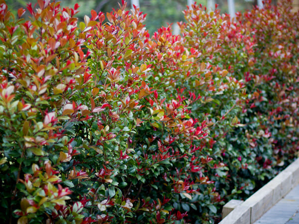 Syzygium 'Big Red' Lilly Pilly Hello Hello Plants & Garden Supplies