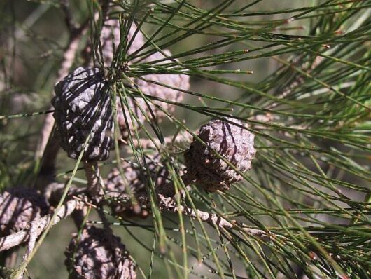 Allocasuarina 'Black She-Oak'