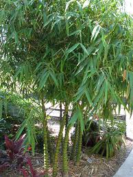 A Bambusa 'True Buddha's Belly' Bamboo 8" Pot plant with tall, green, slender leaves growing out of multiple thin, segmented stalks in a garden setting.