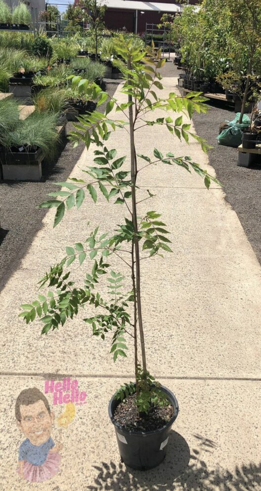 Pistacia chinensis 'Chinese Pistachio'