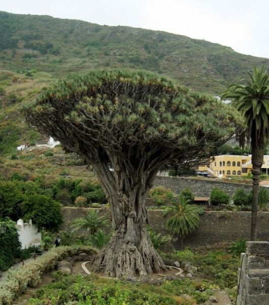 Dracaena 'Dragon's Blood Tree' 16" Pot