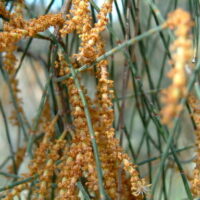 Allocasuarina 'Drooping She-Oak'