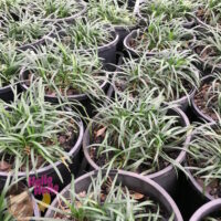 Dwarf Mondo Grass 6" Pot